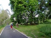 Oaktree on Main Yarra bike path at Abbotsford