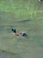 Duck in the Merri Creek