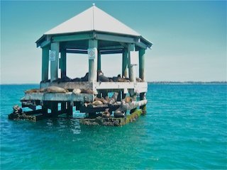 Chinaman's hat. Seals near Melbourne