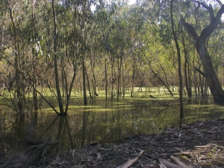 Billabong along the Main Yarra Trail