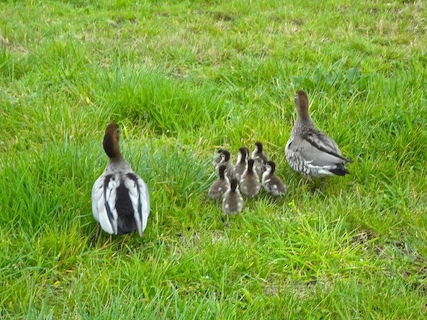 Ducks