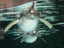 Aquarium Melbourne
