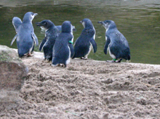 Fairy Penguins