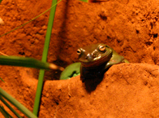 Frog at Melbourne Zoo