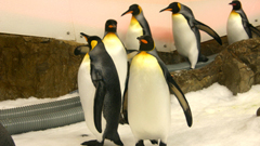 Melbourne aquarium penguins