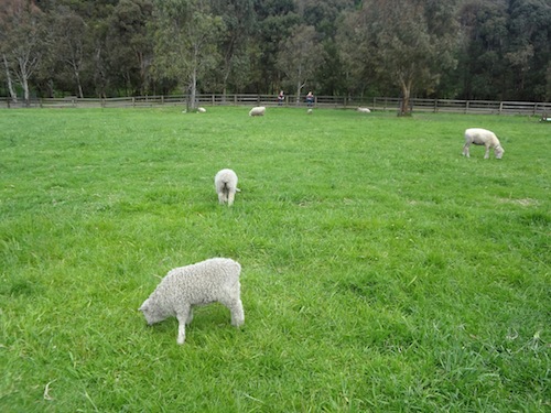 Collingwood Childrens Farm