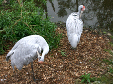 healesville sanctuary brolgas