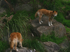 healesville sanctuary dingos