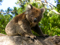 Great Ocean Road Koala