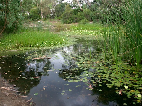 Pond at CERES environmental park