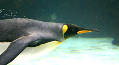 King Penguins Melbourne Aquarium