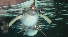 penguin at Melbourne aquarium