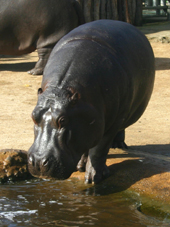 Werribee Zoo Hippo