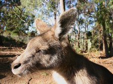 Healesville Sanctuary Wallaby