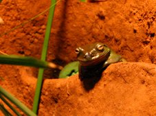 Frog at Melbourne Zoo