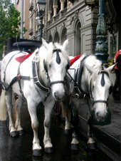 Melbourne Hotel Horses