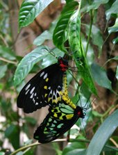 Melboourne zoo butterfly