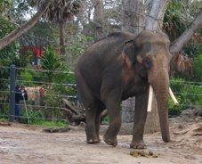 Melbourne Zoo Elephant