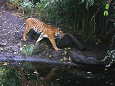 Tiger at Melbourne Zoo