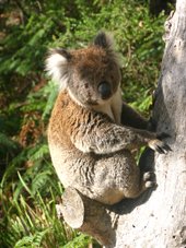 The Otways wildlife, Koala