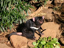 Tasmanian Devil