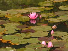 Royal Botanic Gardens Melbourne