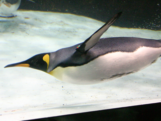 Melbourne Aquarium Penguin