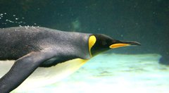 King Penguins Melbourne Aquarium