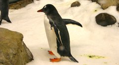 penguin melbourne aquarium