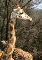 Werribee Zoo Giraffe