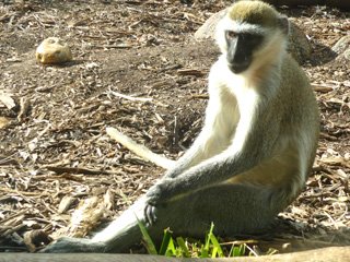 Werribee Zoo - Monkey