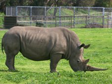 Werribee Zoo Rhino