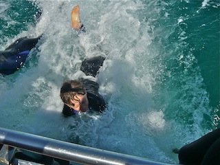 dolphin swim Melbourne